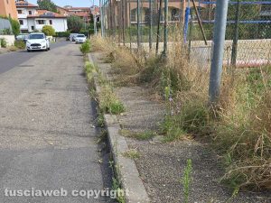 Viterbo - Erbacce in via Santa Giacinta Marescotti