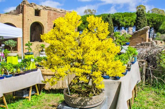 Civitavecchia - Terme in Fiore