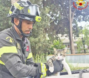 Civitavecchia - I vigili del fuoco salvano un cucciolo di gatto
