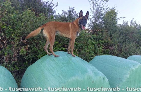 Il cane Hero