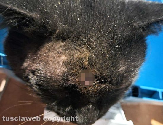 Montefiascone - Gatto colpito in testa da una pistola a piombini