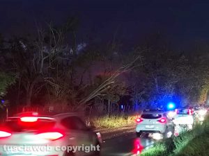 Viterbo - Albero pericolante sulla Cassia Nord - Sul posto la polizia locale
