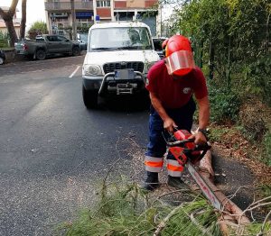 Tarquinia - Albero e rami caduti a causa del maltempo - In azione l'Aeopc