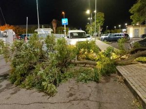 Tarquinia - Albero e rami caduti a causa del maltempo - In azione l'Aeopc