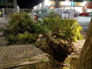 Tarquinia - Albero e rami caduti a causa del maltempo - In azione l'Aeopc