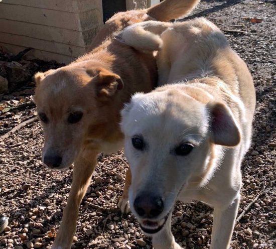 Il cane Havana con il suo fratello
