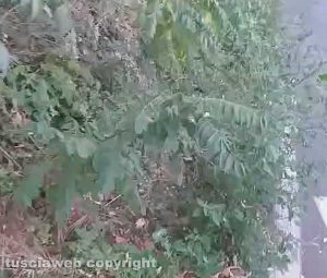 Vegetazione su strada Sammartinese