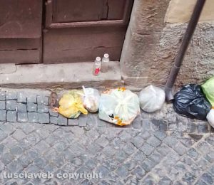 Viterbo - Topo in via Mazzini