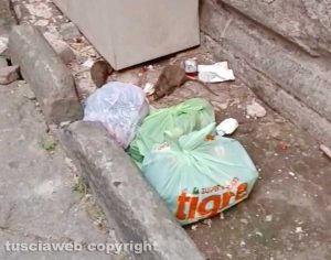 Viterbo - Topi in via Saffi