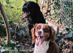 Le due cagnoline Breton smarrite