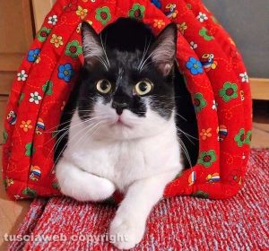 Il gatto Diego