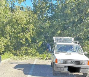 albero caduto sulla strada provinciale valle di Vico