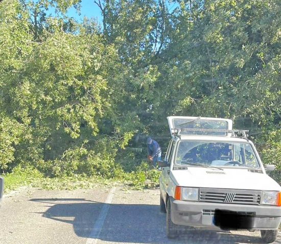 albero caduto sulla strada provinciale valle di Vico