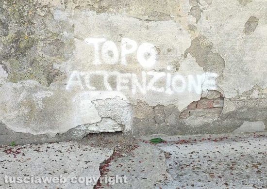 Civitavecchia - Allarme topi in città