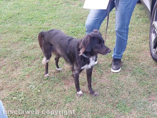 Viterbo - La Fenice dog show