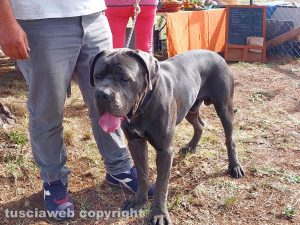 Viterbo - Il Fenice dog show