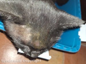 Montefiascone - Gatto colpito in testa da una pistola a piombini