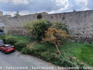 Viterbo - Il verde a via dei Giardini a Pianoscarano