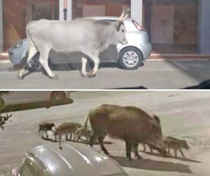 Mucche e cinghiali a Civitavecchia