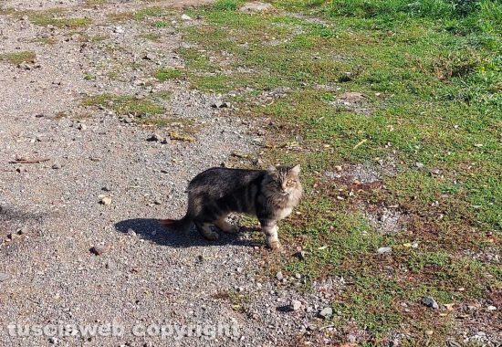 Viterbo - Colonia felina a Ferento