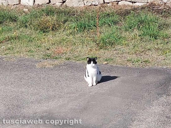 Viterbo - Colonia felina a Ferento