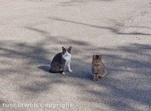 Viterbo - Colonia felina a Ferento