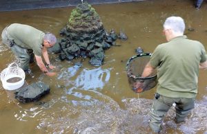 Viterbo - Pratogiardino - Intervento personale Riserva Lago di Vico