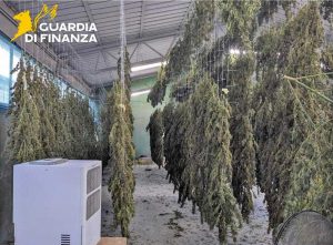 Viterbo - Guardia di finanza - Sequestrati oltre 30 chili di mariujana