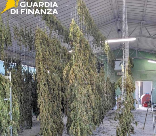 Viterbo - Guardia di finanza - Sequestrati oltre 30 chili di mariujana