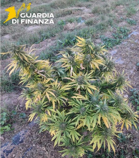 Viterbo - Guardia di finanza - Sequestrati oltre 30 chili di mariujana