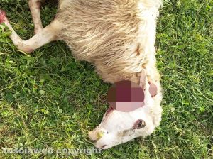 Viterbo - Una pecora sbranata da un lupo a Montejugo
