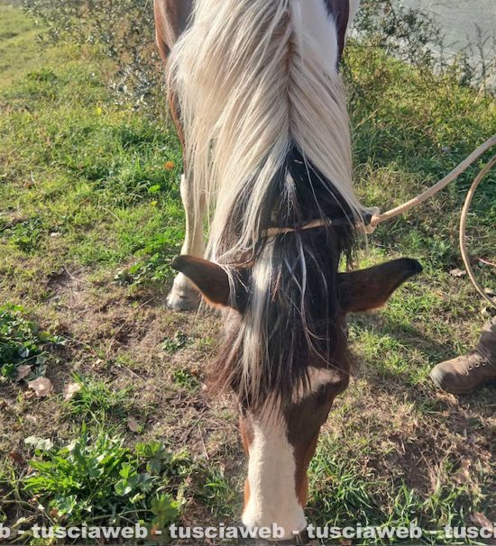 Viterbo - Il cavallo ritrovato sulla Cassia Sud