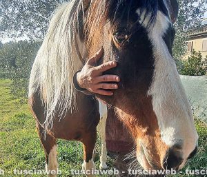 Viterbo - Il cavallo ritrovato sulla Cassia Sud