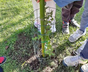 Uno degli alberi piantati ad Acquapendente