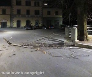 Ramo caduto a San Martino al Cimino