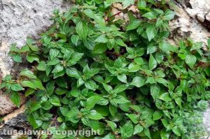Viterbo - Il verde indecoroso al quartiere Ellera