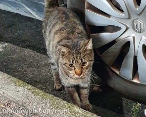 Un gattino smarrito al parcheggio dell'Obi di via Baracca