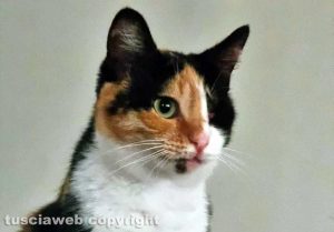 La gattina Elsa con un solo occhio