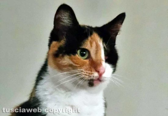 La gattina Elsa con un solo occhio
