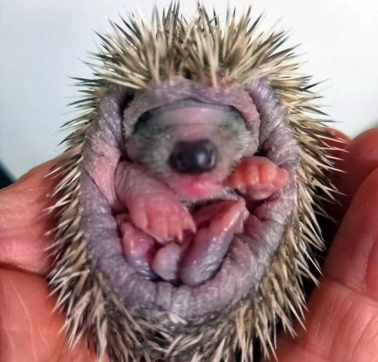Un cucciolo di riccio pesa 66 chilogrammi