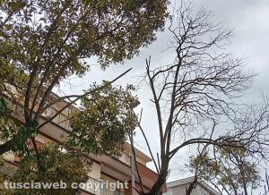 Viterbo - Rami spezzati in via Donato Bramante