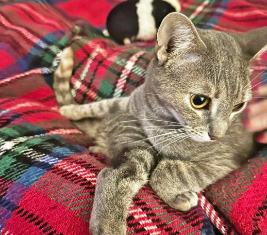 La gattina Camilla