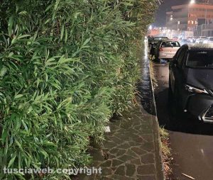Viterbo - L'oleandro in viale Romiti invade il marciapiede