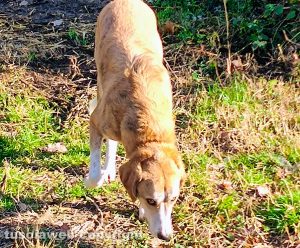 Un cane smarrito in strada Signorino