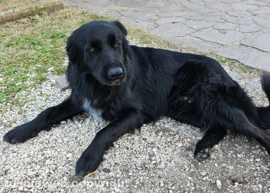 Il cane Nerone