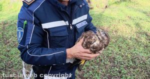 Nepi - Agente della polizia locale recupera una poiana ferita