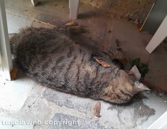 Viterbo - La moria felina a Sant'Angelo di Roccalvecce