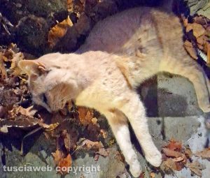 Viterbo - La moria felina a Sant'Angelo di Roccalvecce