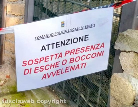 Viterbo - La moria felina a Sant'Angelo di Roccalvecce