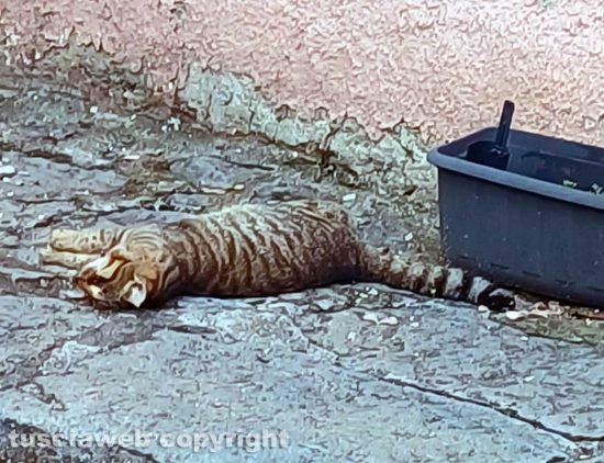 Viterbo - La moria felina a Sant'Angelo di Roccalvecce